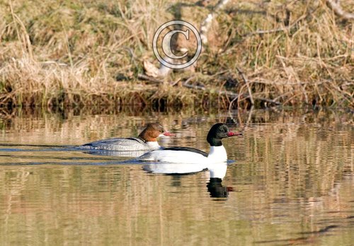 Pair of Goosander DM0979